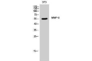 Western Blotting (WB) image for anti-Matrix Metallopeptidase 8 (Neutrophil Collagenase) (MMP8) (C-Term) antibody (ABIN3185601) (MMP8 antibody  (C-Term))