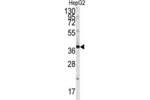 Western Blotting (WB) image for anti-SH3-Domain GRB2-Like Endophilin B1 (SH3GLB1) antibody (ABIN3003644) (SH3GLB1 antibody)