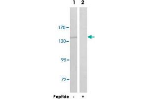Western blot analysis of extracts from Raw 264. (INTS2 antibody)