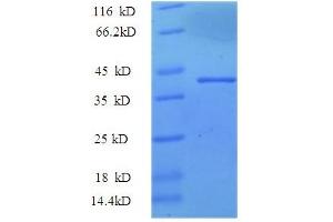 SDS-PAGE (SDS) image for Thrombospondin 3 (THBS3) (AA 24-350), (partial) protein (GST tag) (ABIN5710492)