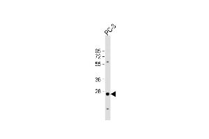 Anti-CREM Antibody (C-term) at 1:1000 dilution + PC-3 whole cell lysate Lysates/proteins at 20 μg per lane. (CREM antibody  (C-Term))