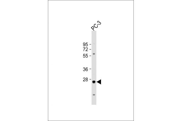 CREM antibody  (C-Term)