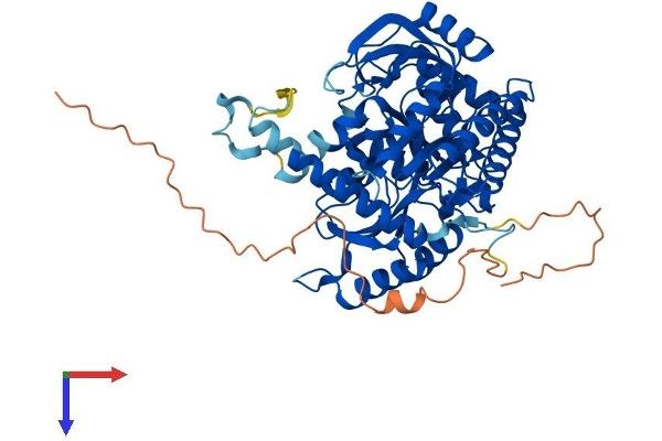 SPTLC2 Protein (AA 1-562) (His tag)