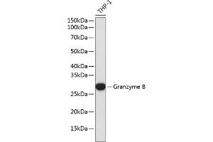 Western blot analysis of extracts of THP-1 cells using Granzyme B antibody (ABIN7267506) at 1:1000 dilution. (GZMB antibody)
