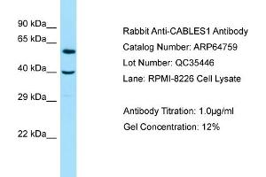 Western Blotting (WB) image for anti-Cdk5 and Abl Enzyme Substrate 1 (CABLES1) (C-Term) antibody (ABIN2789955)