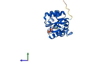 AlphaFold protein structure predicition of Mouse Recombinant Nme6 Protein, UniprotID O88425