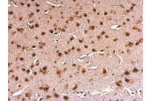 IHC-P Image ERH antibody detects ERH protein at nucleus on mouse fore brain by immunohistochemical analysis. (ERH antibody  (Center))