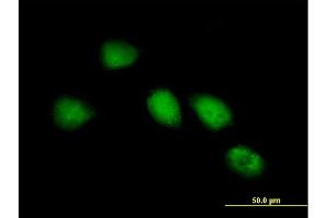 Immunofluorescence of purified MaxPab antibody to RP1-286D6. (KIAA0562 antibody  (AA 1-554))
