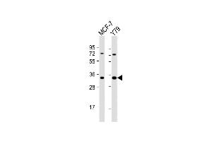 All lanes : Anti-OR6C4 Antibody (C-term) at 1:1000 dilution Lane 1: MCF-7 whole cell lysate Lane 2: Y79 whole cell lysate Lysates/proteins at 20 μg per lane.
