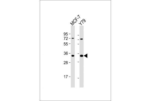 OR6C4 antibody  (C-Term)