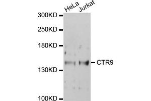 Western blot analysis of extracts of various cell lines, using CTR9 antibody (ABIN1872090) at 1:1000 dilution.
