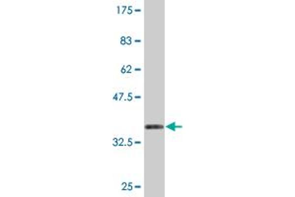 KCNMB3 antibody  (AA 82-181)