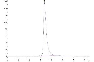 The purity of Human SIRP alpha V6 is greater than 95 % as determined by SEC-HPLC.