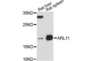 Western blot analysis of extracts of various cell lines, using ARL11 antibody (ABIN6292598) at 1:3000 dilution. (ARL11 antibody)
