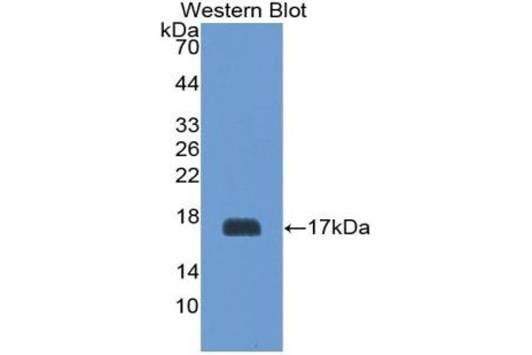 GP1BB antibody  (AA 53-176)