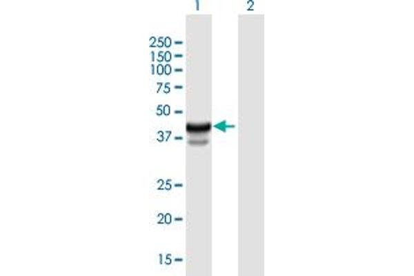 HPR antibody  (AA 1-348)