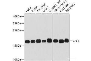 Western blot analysis of extracts of various cell lines using CFL1 Polyclonal Antibody at dilution of 1:3000. (Cofilin antibody)
