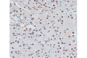 Immunohistochemistry of paraffin-embedded Rat pancreas using ZNF416 Polyclonal Antibody at dilution of 1:100 (40x lens). (ZNF416 antibody)