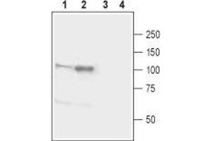 Western blot analysis of mouse (lanes 1 and 3) and rat (lanes 2 and 4) brain lysates: - 1,2. (Neuroligin 1 antibody  (Extracellular, N-Term))
