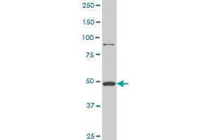 Huntingtin antibody  (AA 81-190)