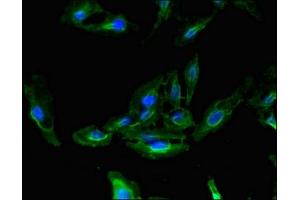 Immunofluorescent analysis of Hela cells using ABIN7155925 at dilution of 1:100 and Alexa Fluor 488-congugated AffiniPure Goat Anti-Rabbit IgG(H+L) (CDC37 antibody  (AA 89-175))
