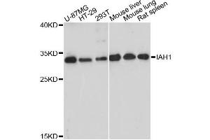 Western blot analysis of extracts of various cell lines, using IAH1 antibody (ABIN6294110) at 1:3000 dilution. (IAH1 antibody)