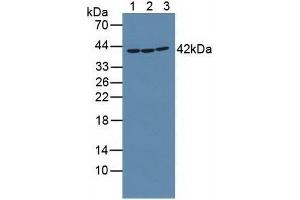 Western blot analysis of (1) Mouse Placenta Tissue, (2) Rat Placenta Tissue and (3) Human K562 Cells.