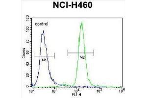 CCNYL3 Antibody (N-term) flow cytometric analysis of NCI-H460 cells (right histogram) compared to a negative control cell (left histogram). (CCNYL3 antibody  (N-Term))