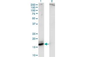 Western Blot analysis of AGR2 expression in transfected 293T cell line by AGR2 monoclonal antibody (M06), clone 6H2. (AGR2 antibody  (AA 1-175))