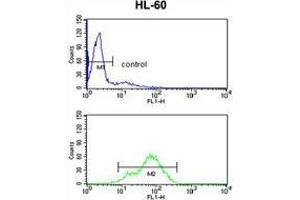 BAHD1 Antibody (C-term) flow cytometry analysis of HL-60 cells (bottom histogram) compared to a negative control cell (top histogram). (BAHD1 antibody  (C-Term))