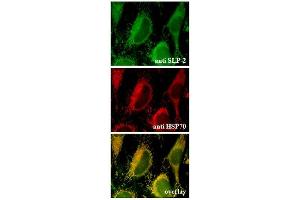 Endogenous SLP-2 is localized to the mitochondria (Immunocytochemical staining). (STOML2 antibody  (AA 199-213))