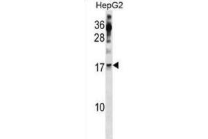 Western Blotting (WB) image for anti-Polymerase (RNA) II (DNA Directed) Polypeptide H (POLR2H) antibody (ABIN3001403) (POLR2H antibody)