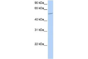 WB Suggested Anti-BTBD1 Antibody Titration:  0. (BTBD1 antibody  (N-Term))