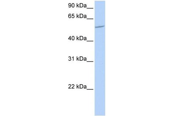 BTBD1 antibody  (N-Term)