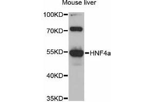 Western blot analysis of extracts of mouse liver, using HNF4a antibody (ABIN5997914) at 1/1000 dilution. (HNF4A antibody)