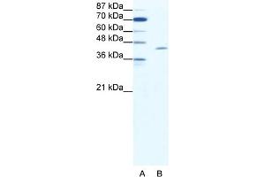 WB Suggested Anti-TAL1 Antibody Titration:  1. (TAL1 antibody  (C-Term))