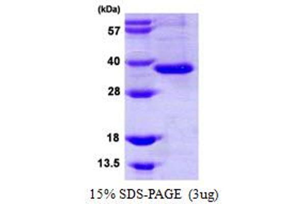 ITLN1/Omentin Protein (AA 17-313)