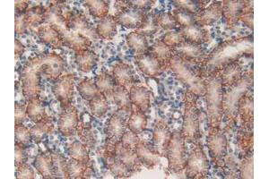 IHC-P analysis of Mouse Kidney Tissue, with DAB staining. (MAP1A antibody  (AA 2552-2759))