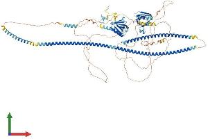 AlphaFold protein structure predicition of Mouse Recombinant Mprip Protein, UniprotID P97434 (MPRIP Protein (AA 1-1024) (His tag))