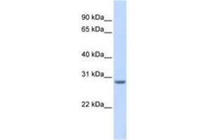 Image no. 1 for anti-Membrane-Associated Ring Finger (C3HC4) 8, E3 Ubiquitin Protein Ligase (MARCH8) (AA 216-265) antibody (ABIN6743175)