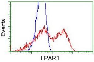 HEK293T cells transfected with either RC206065 overexpress plasmid (Red) or empty vector control plasmid (Blue) were immunostained by anti-LPAR1 antibody (ABIN2455158), and then analyzed by flow cytometry. (LPAR1 antibody)