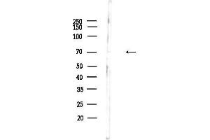 anti-Dual-Specificity tyrosine-(Y)-phosphorylation Regulated Kinase 3 (DYRK3) antibody
