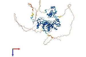 CHFR Protein (AA 1-664) (His tag)