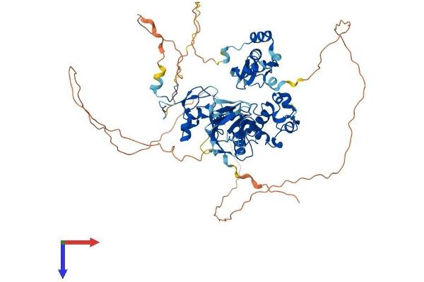 CHFR Protein (AA 1-664) (His tag)