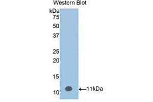 Western Blotting (WB) image for anti-Vitamin D-Binding Protein (GC) (AA 395-473) antibody (ABIN1858609)