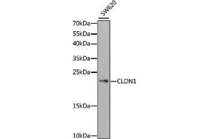 Western blot analysis of extracts of SW620 cells, using CLDN1 antibody. (Claudin 1 antibody)