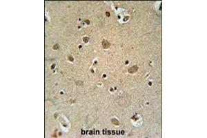 TRIM50 Antibody immunohistochemistry analysis in formalin fixed and paraffin embedded human brain tissue followed by peroxidase conjugation of the secondary antibody and DAB staining. (TRIM50 antibody  (C-Term))