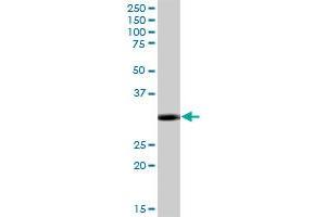 MYD88 MaxPab polyclonal antibody. (MYD88 antibody  (AA 1-296))
