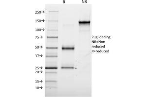 SDS-PAGE Analysis Purified Annexin A1 Mouse Monoclonal Antibody (6E4/3). (Annexin a1 antibody)