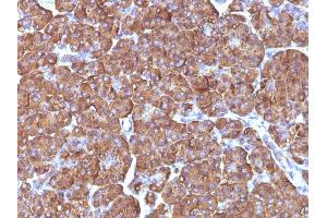 Formalin-fixed, paraffin-embedded human Pancreas stained with ODC1 Mouse Monoclonal Antibody (ODC1/486). (ODC1 antibody)
